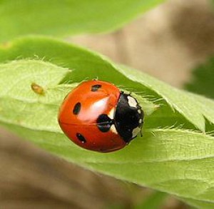 250px-coccinella_septempunctata_detail.jpg