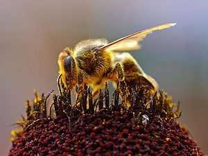 300px-bees_collecting_pollen_2004-08-14.jpg