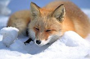 220px-vulpes_vulpes_laying_in_snow.jpg
