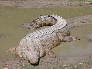250px-saltwatercrocodile--maximo--.jpg