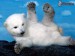 [obrazky.4ever.sk] biely medved, zima, zvierata, priroda 137656