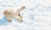 479411_zima-zvierata-sneh-gulovacka-medved-medvede-biele