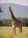260px-Giraffe_standing